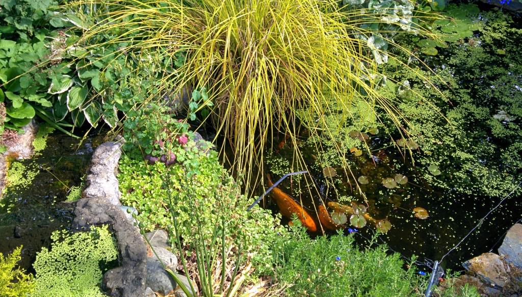 Our pond with foot long fish and a frog in the water fall.