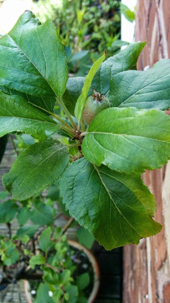 My Apple tree baring its first fruit