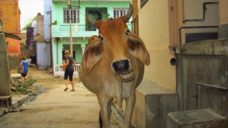 curious cow