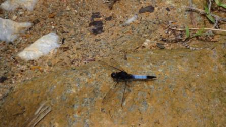 Black and white dragonfly