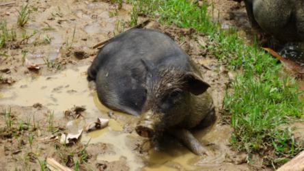 Pig wallowing in mud