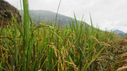 Rice 3 weeks away from harvest