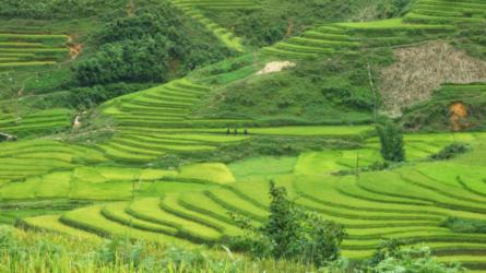 Rice fields