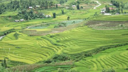 Rice fields