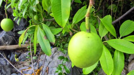 Fresh mango growing on beach