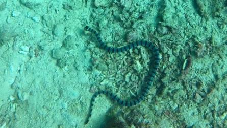 Sea Snake